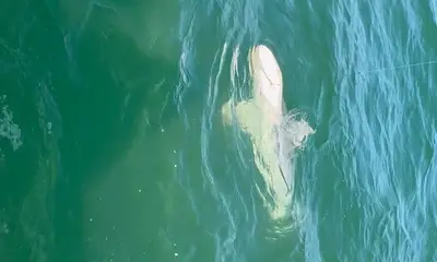 Great weekend shark trip