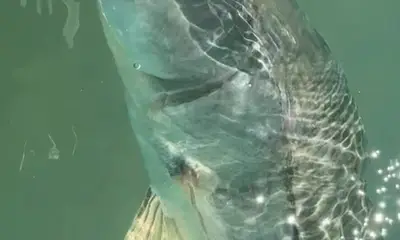 Everglades Report Video 1