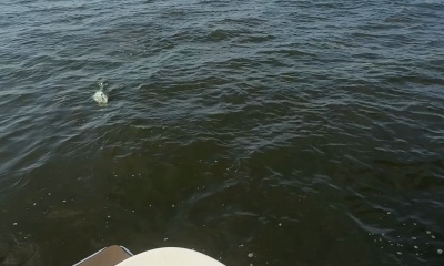 Maryland Report Video 2