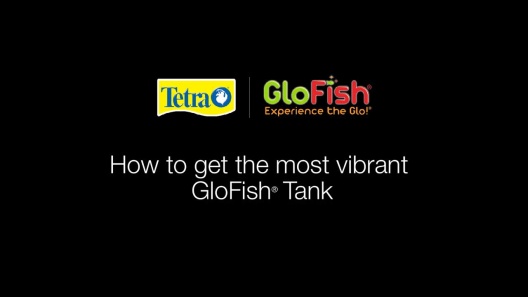 GloFish Java Moss Aquarium Plant