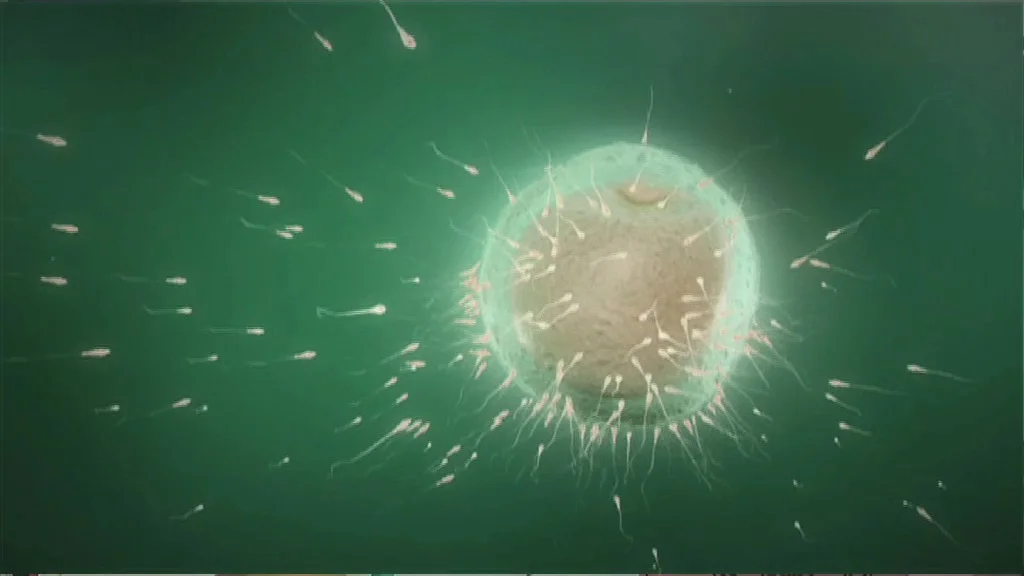 Clip7 IVF