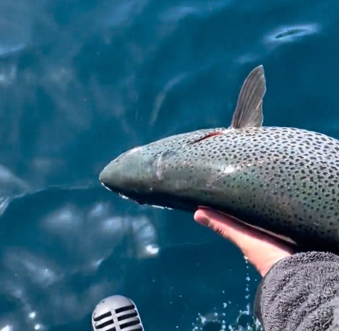 Business Card: Tahoe Topliners Fishing – Est. 1996