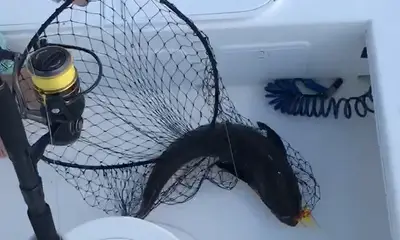 Norfolk Report Video 0