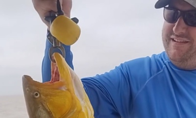 Tigre Video Report 2