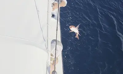 Destin Report Video 2
