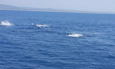 Faro Report Video 0