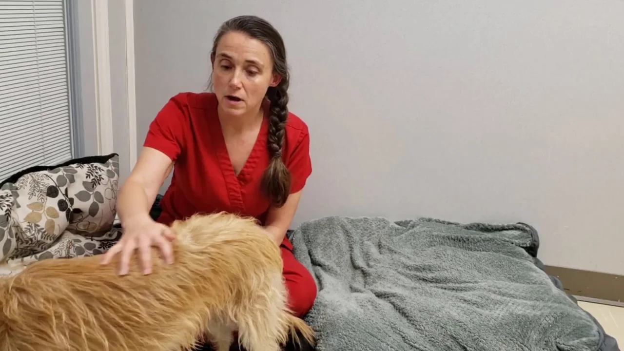 What Antiinflammatory Can You Give A Dog