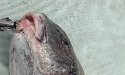 Cedar Key Report Video 0