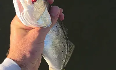 Tampa Report Video 0