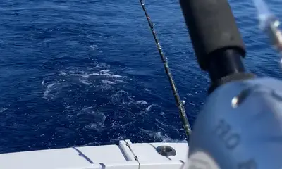Sandys Report Video 0