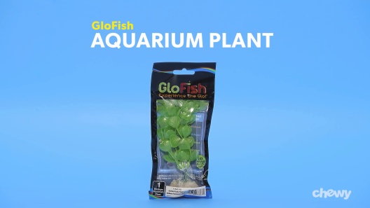 Play Video: Learn More About GloFish From Our Team of Experts
