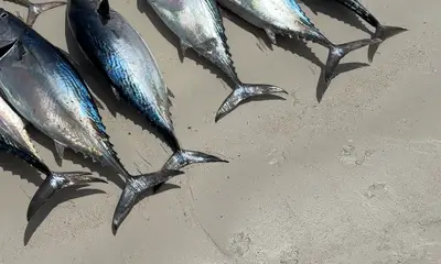 \u2b50\u2b50\u2b50\u2b50\u2b50 Outstanding Day with Bedier & Sons Charter Fishing \u2013 Seychelles