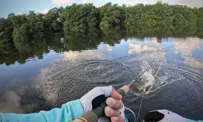 Puerto Rico Tarpon Fishing With Capt. Rafael Vega. 