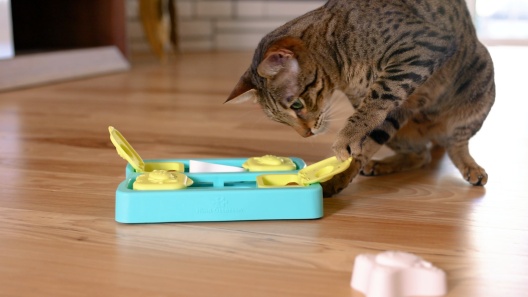 CATSTAGES Hamster Ball Treat Dispensing Cat Toy, Purple - Chewy.com