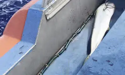 mahi - fish on - mahi are here. 