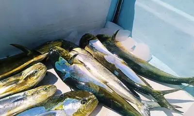 Puerto Vallarta Report Video 1
