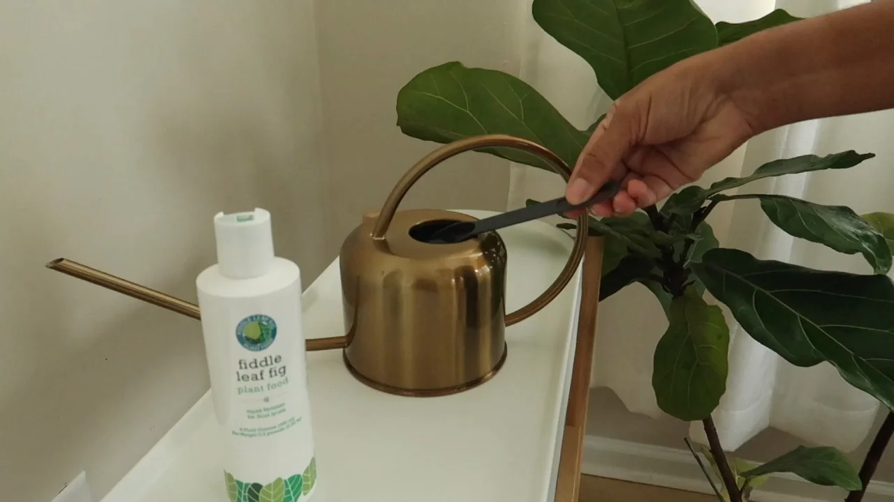 Houseplant Leaf Shine Spray  The Fiddle Leaf Fig Plant Resource