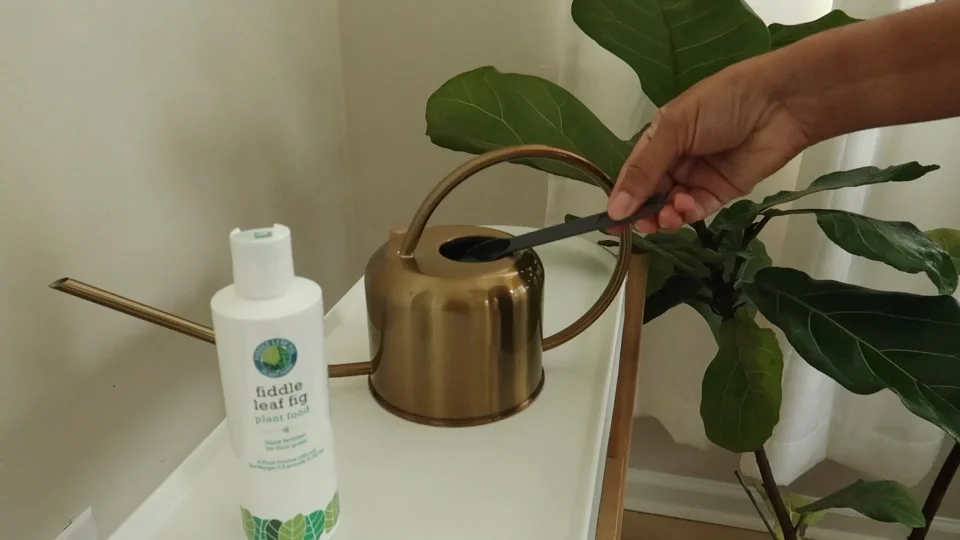 Leaf Armor by Houseplant Resource Center | Natural Indoor Plant Leaf Shine  Spray for Fiddle Leaf Fig, Ficus Audrey, Monstera and Other houseplants (8