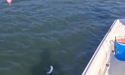 Sneads Ferry Report Video 0