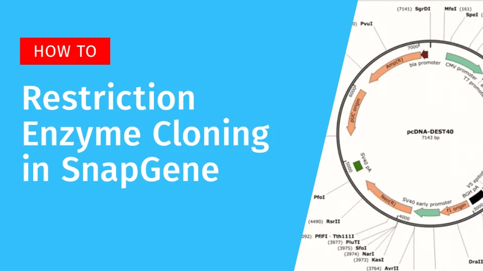 Simulate cloning in SnapGene - Snapgene Simulate cloning in SnapGene - Snapgene