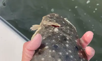 Sarasota Report Video 0