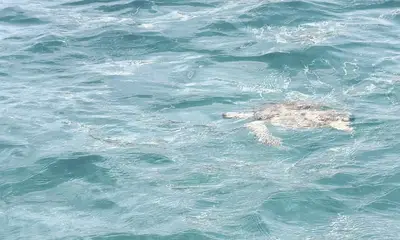 Amazing Amazing Excursion and Crew