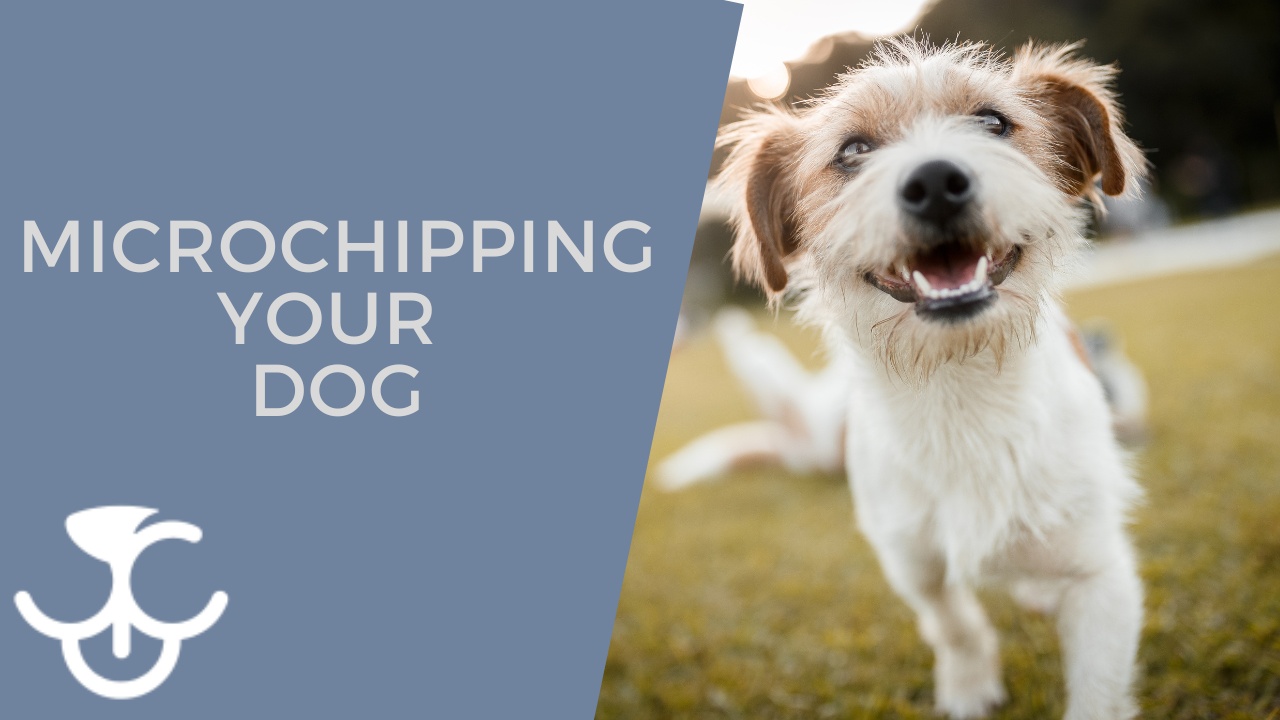 Track my dog through clearance microchip