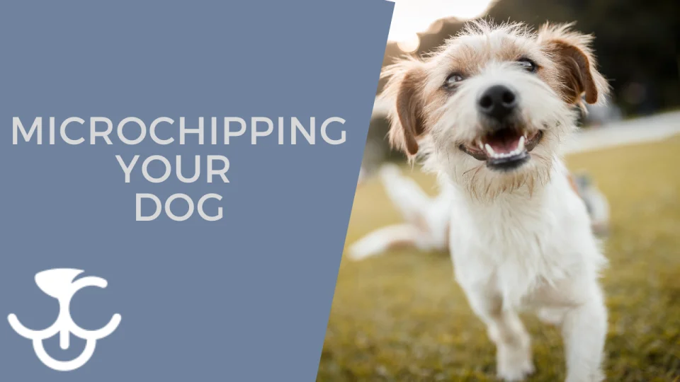 what does microchip mean in a dog