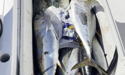 San Jose del Cabo Report Video 2