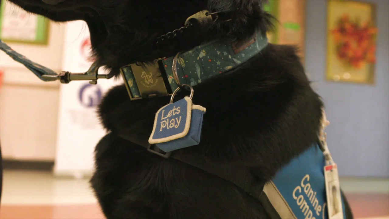 PHOTOS: Facility dogs show Astros spirit at Children's Memorial Hermann  Hospital