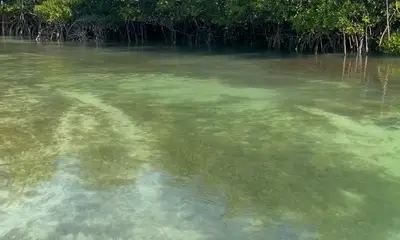 Snorkel & sandbar trip