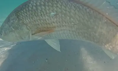 Santa Rosa Beach Verslag Video 0