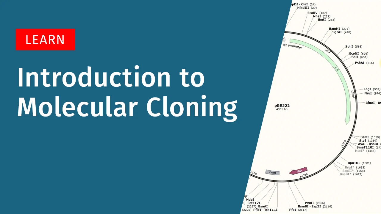 Restriction Enzyme Cloning - Snapgene