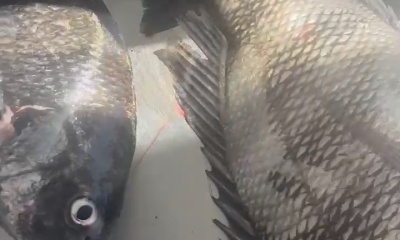 amazing trip!  Lots of Fish!