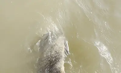 Matagorda Report Video 1