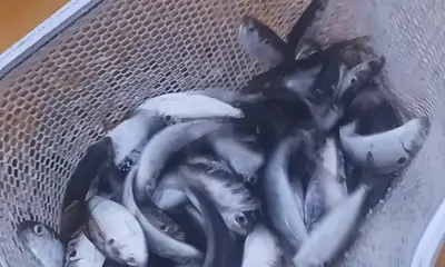 Delray Beach Report Video 0
