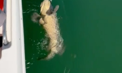 Sarasota Report Video 0