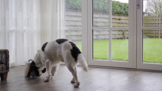 Play Video: Learn More About Arf Pets From Our Team of Experts