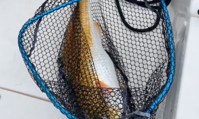 Huge Bull Redfish!!