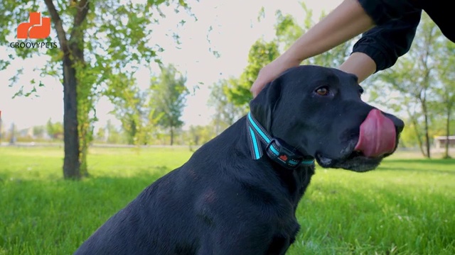 GROOVYPETS 1100 Yard Remote Two Dog Training Shock Dog Collar