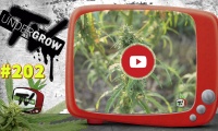 UNDERGROW TV #202 Expoweed México, Cultivo de cáñamo, top 5 Exclusive seeds, Cáñamo agosto