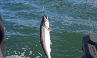 Awesome trolling in the Ocean