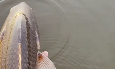 Mount Pleasant Report Video 0