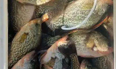 Clewiston Report Video 2