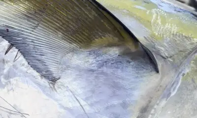 Gets You On The Fish