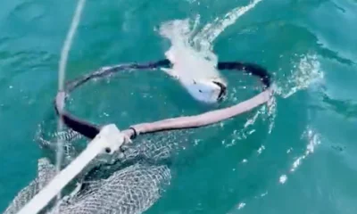 Campbell River Report Video 0