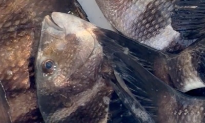 Port Richey Report Video 0