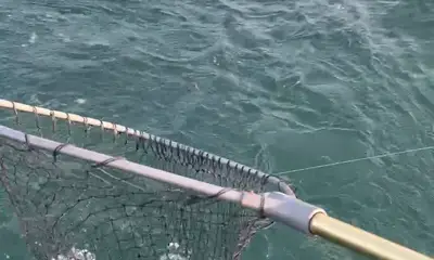 Woody on the net