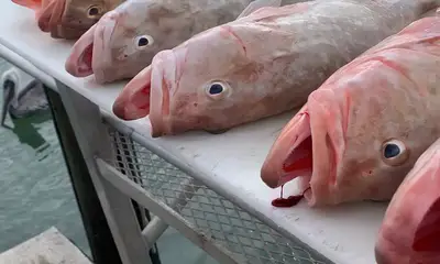 Great fishing charter