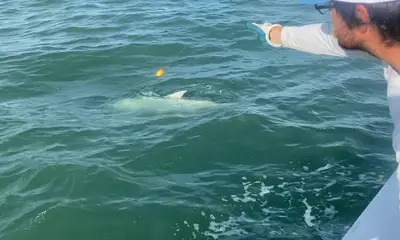 Very big Tarpon!  Oh Yeah!